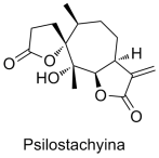 Psilostachyina