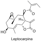 Leptocarpina