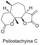 Psilostachyina C